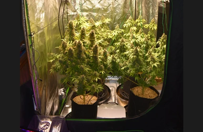 Inside view of a square grow tent containing four flowering autoflower plants in black fabric pots, arranged in a grid pattern with support yoyos holding up the heavy colas.
