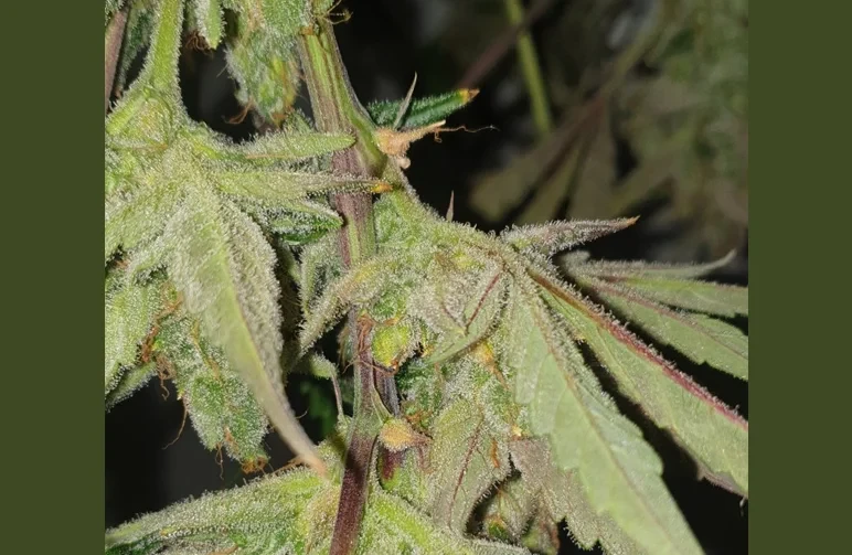 Macro photo of a cannabis plant node showing early stage brown fungal rot on the stem and base of the flower bracts.
