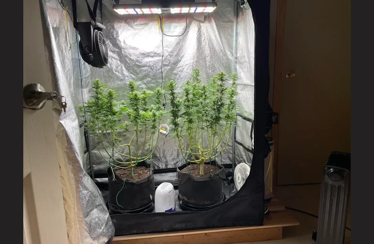 Inside view of a cannabis grow tent with two flowering plants. It shows an oscillating fan mounted near the top and a second circulation fan on the floor to ensure airflow above and below the canopy.