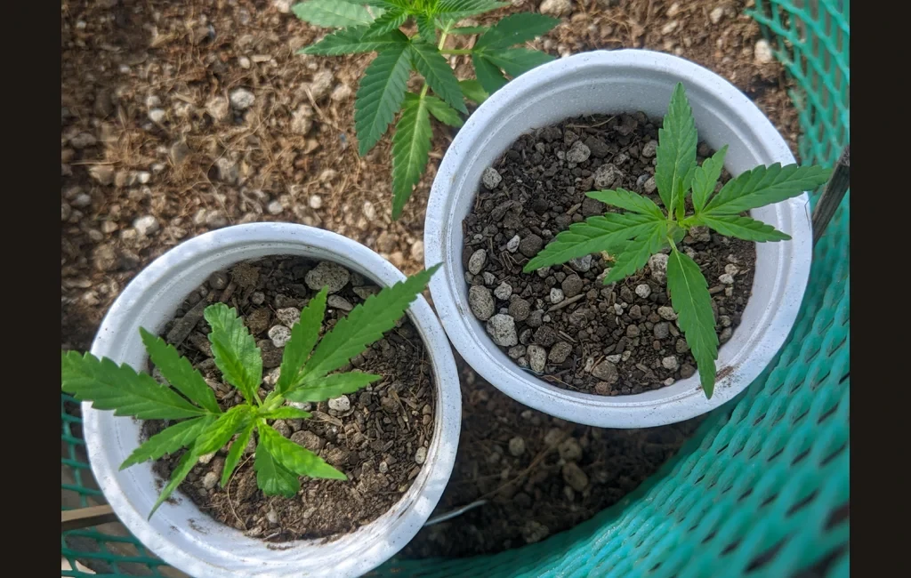 Draufsicht auf zwei junge Cannabis-Landrassen-Setzlinge in weißen Bechern, die frühe Unterschiede in Blattbreite und Pflanzenstruktur zwischen Indica- und Sativa-Genetik zeigen.