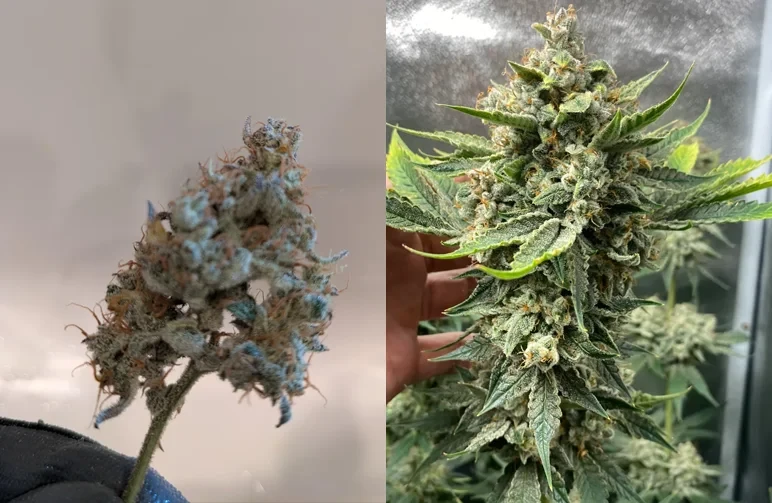 Ein direkter Vergleich von Cannabisbuds: links ein kleiner, luftiger und wispriger „Larf“-Bud; rechts eine dicke, dichte und harzige Main-Cola.