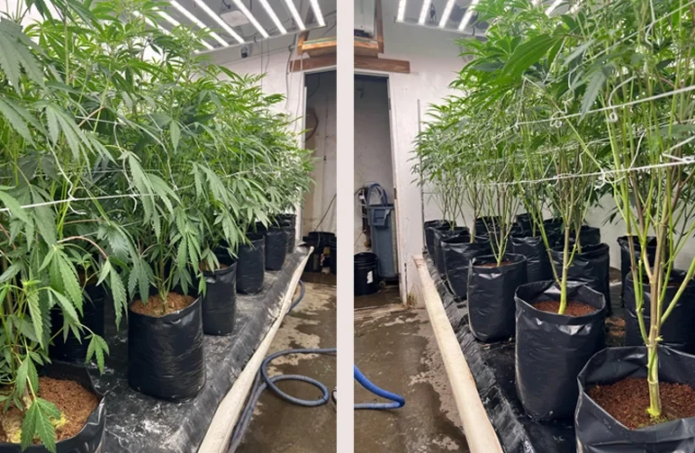 Lollipopping Cannabis: When and How to Prune for Dense Buds
