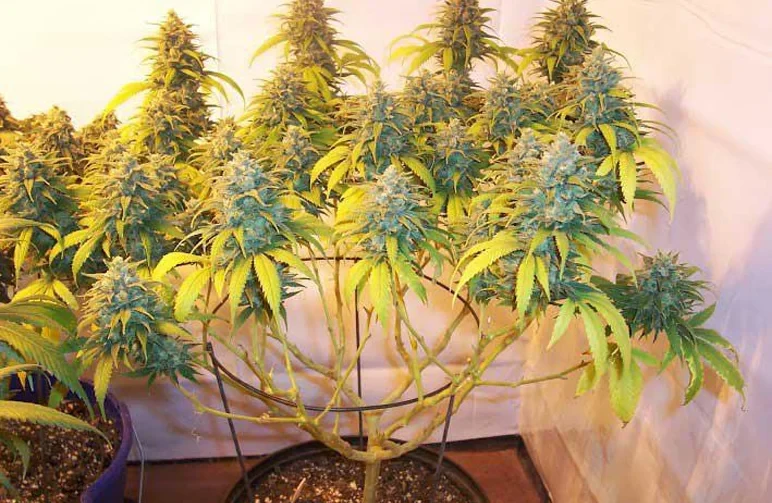 A flowering indoor cannabis plant showing the lollipopping technique with all lower leaves removed to focus energy on top buds.
