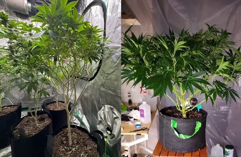 Ein direkter Vergleich von zwei Cannabispflanzen in Grow-Zelten; links Lollipopping mit kahlen unteren Stängeln, rechts Defoliation mit ausgedünnten Blättern, aber verbleibenden unteren Zweigen.