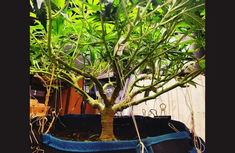 A low-angle shot of an autoflower cannabis plant in a fabric pot showing low-stress training (LST) techniques. Branches are tied down to the rim of the pot with string and binder clips to create a wide, horizontal plant structure.
