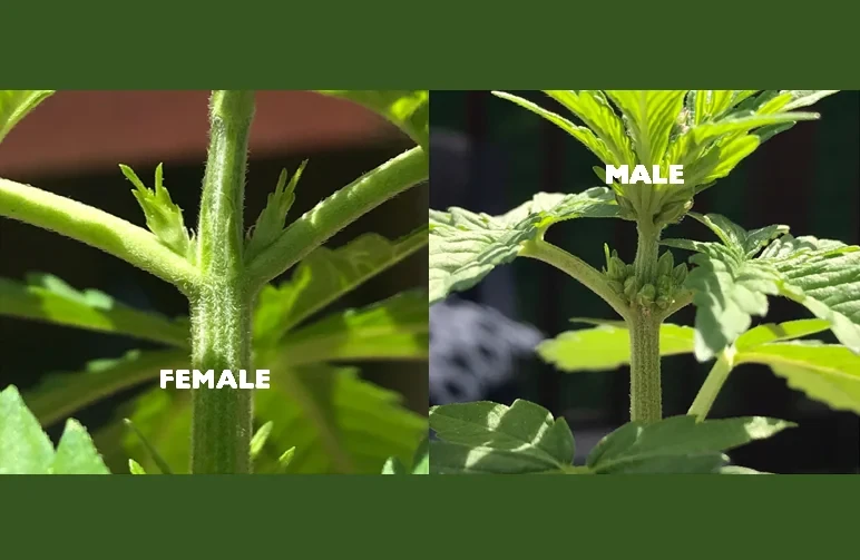 Side-by-side macro comparison of male and female cannabis plant nodes. The female plant on the left shows pointed calyxes and green stipules, while the male plant on the right shows clusters of round pollen sacs.