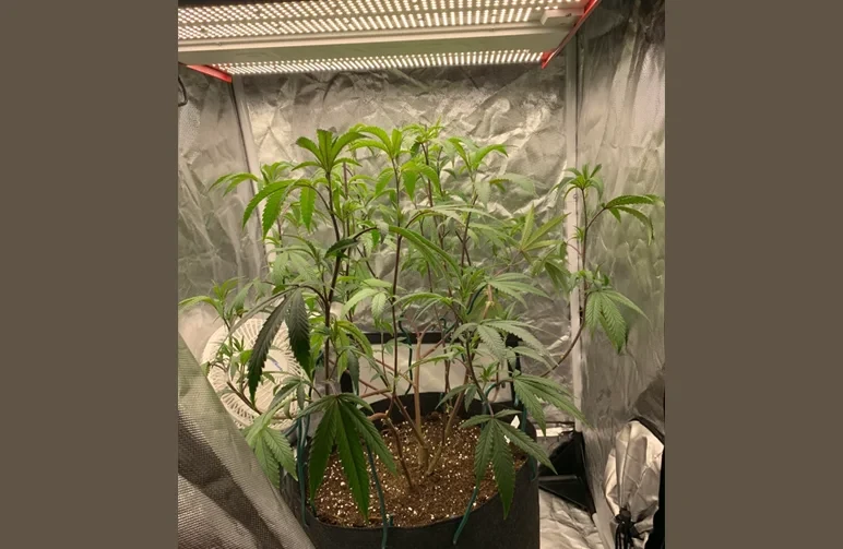 A single cannabis plant in a fabric pot inside a reflective Mylar grow tent under LED lights, demonstrating a legal Maryland home grow setup with low-stress training.