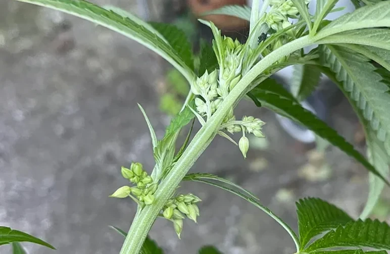 A close-up of a male cannabis plant stem showing multiple clusters of mature, rounded pollen sacs that look like tiny bunches of grapes at the nodes.