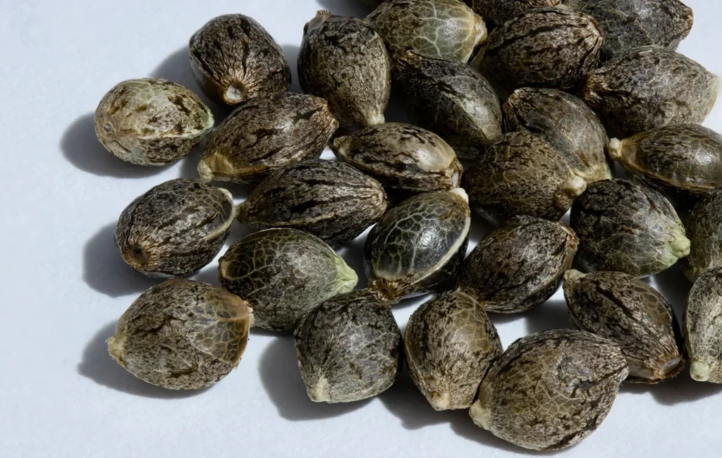Eine Makro-Nahaufnahme eines Haufens reifer Cannabissamen. Die Samen zeigen eine gesunde dunkelbraune Färbung mit deutlich erkennbaren Tigerstreifen-Mustern und harten, wachsartigen Schalen.