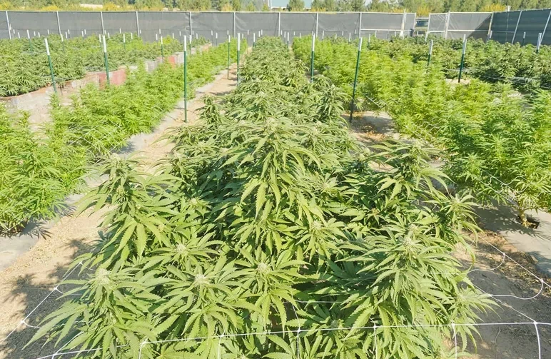 An outdoor cannabis garden enclosed by a tall gray privacy fence and security screening, showing a compliant residential grow setup.