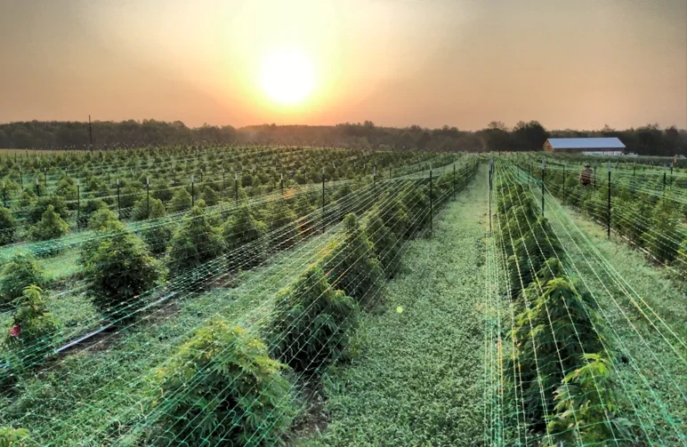 Wide-angle view of an outdoor Michigan cannabis farm at sunset with long rows of green plants supported by trellising netting and a barn in the distance.