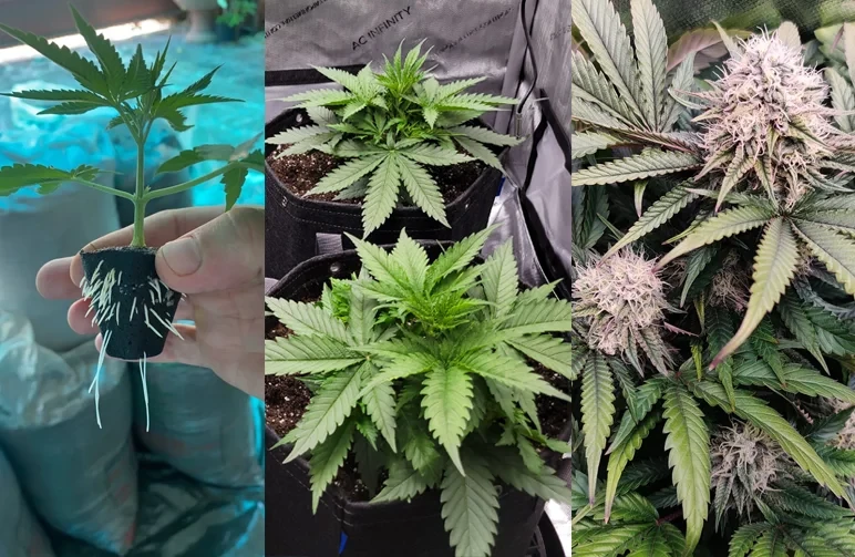 A three-panel photo showing the legal stages of cannabis growth in Missouri: a rooted clone, vegetative plants in fabric pots, and a flowering cannabis bud with white pistils