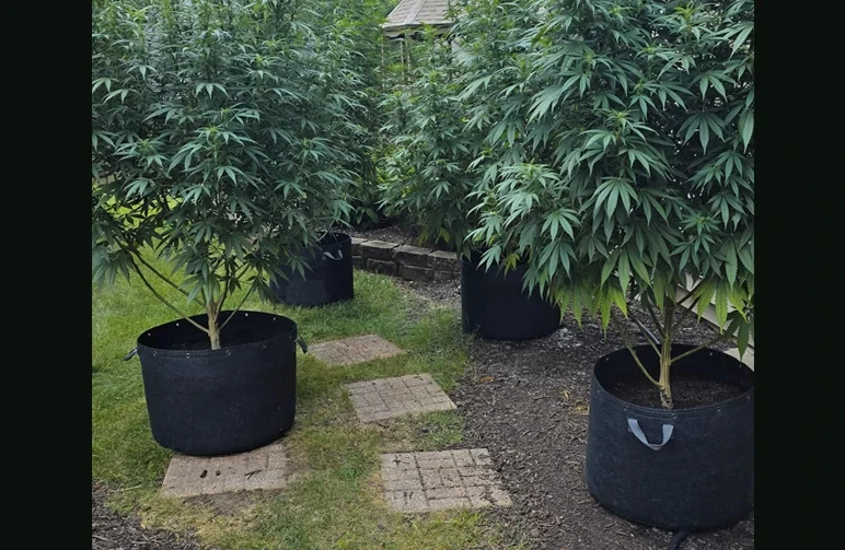 Massive cannabis plants growing in large black fabric pots placed on pavers in a backyard to avoid Missouri's heavy clay soil.