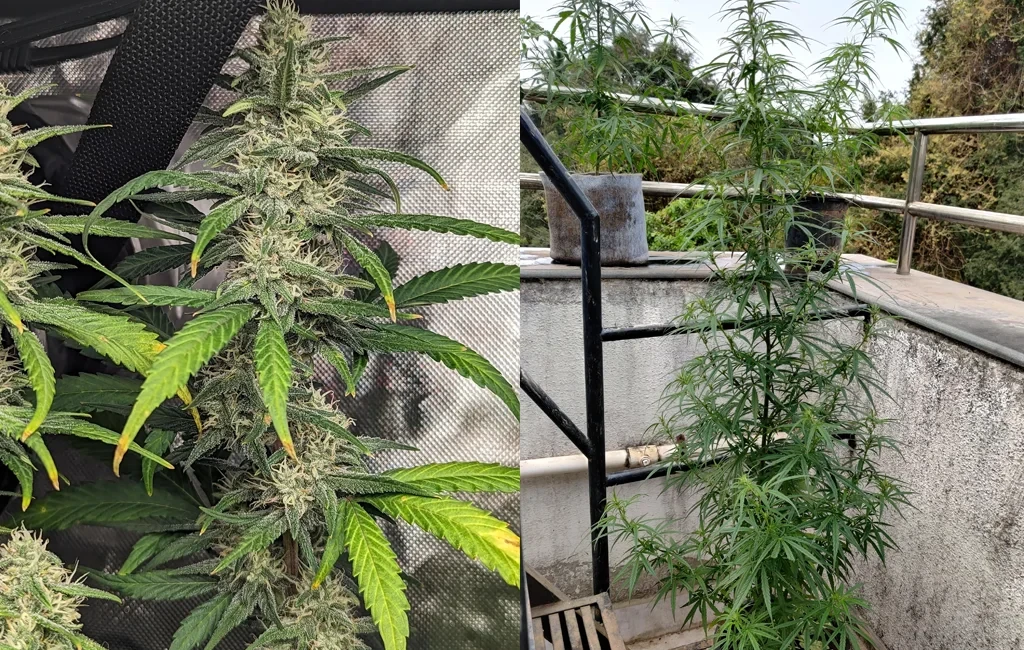 Seitenvergleich einer frostigen, dichten modernen Hybrid-Cannabispflanze in einem Indoor-Zelt und einer großen, schlaksigen, dünnblättrigen Landrassen-Sativa-Pflanze, die draußen wächst.