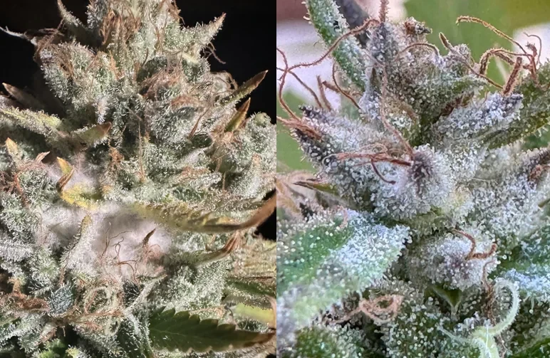 A side-by-side macro comparison showing grey mold (bud rot) on a cannabis flower versus healthy, resinous trichomes to help growers identify humidity-related issues.