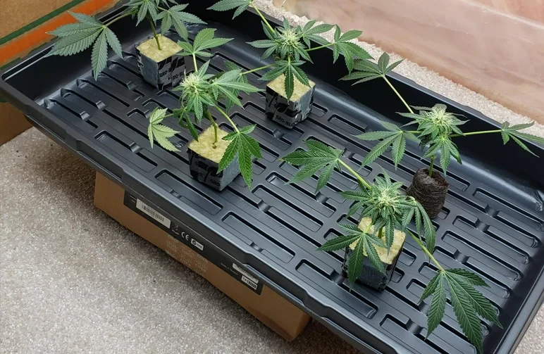 Fünf Cannabis-Stecklinge, während der Blütephase für Monster Cropping genommen, mit kleinen weißen Blütenstempeln und gesunden grünen Blättern in Steinwollwürfeln in einer schwarzen Schale.