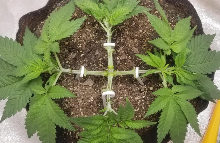 Een bovenaanzicht van een jonge cannabisplant van NattyStateGrower, getraind tot een symmetrische 4-weg manifold met witte clips om takken omlaag vast te zetten.
