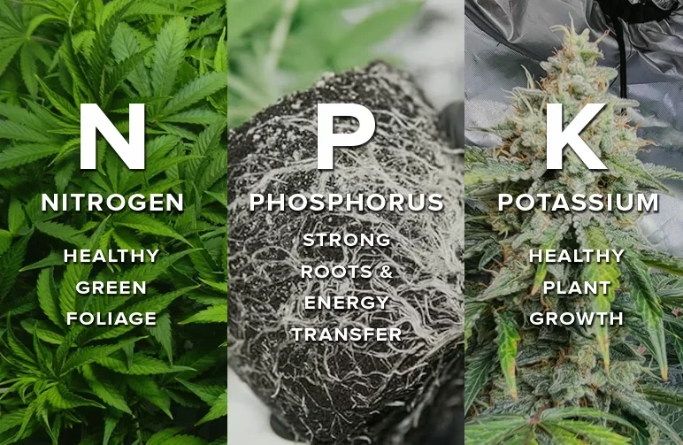 A triptych infographic explaining the role of N-P-K nutrients for cannabis. The left panel shows Nitrogen (N) for healthy green foliage, the center shows Phosphorus (P) for strong roots, and the right shows Potassium (K) for healthy plant growth and buds.