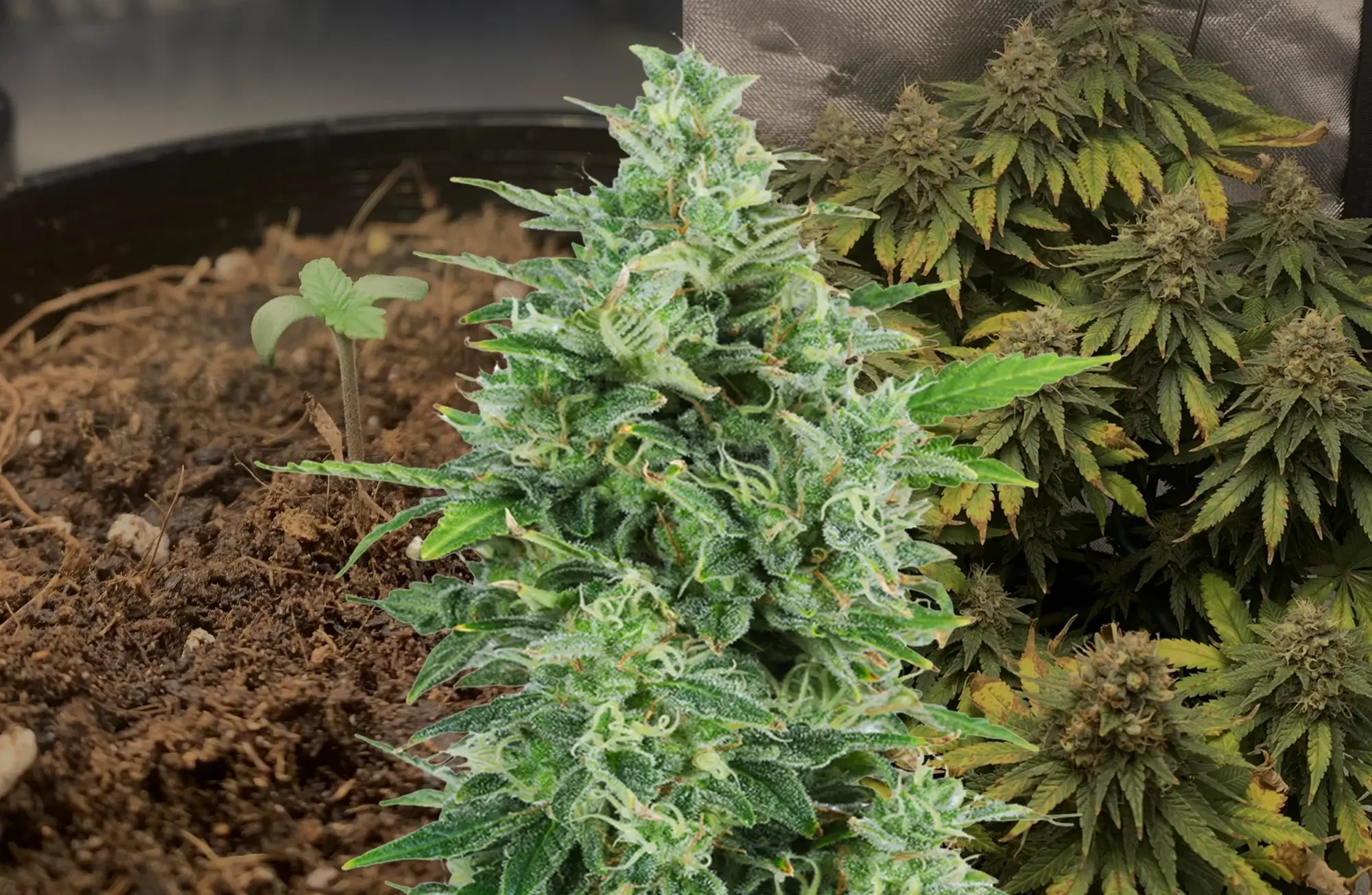 OG Kush Anbautagebuch Woche für Woche