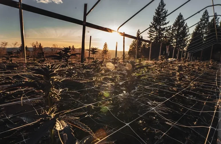 Sun setting behind a row of healthy cannabis plants growing outdoors under a hoop house frame with trellis netting, capturing the ideal Midwest harvest atmosphere.