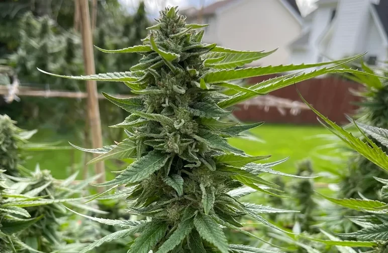 A close-up of a large, resinous cannabis flower growing outdoors in a sunny backyard garden with bamboo supports.