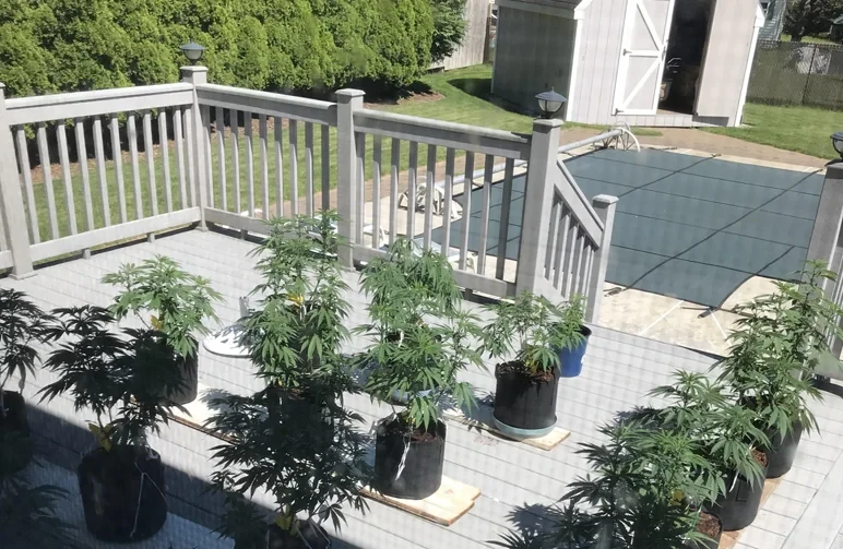 Young cannabis plants growing in black fabric pots on a sunny wooden deck, demonstrating how nearby structures cast shadows over the grow area.