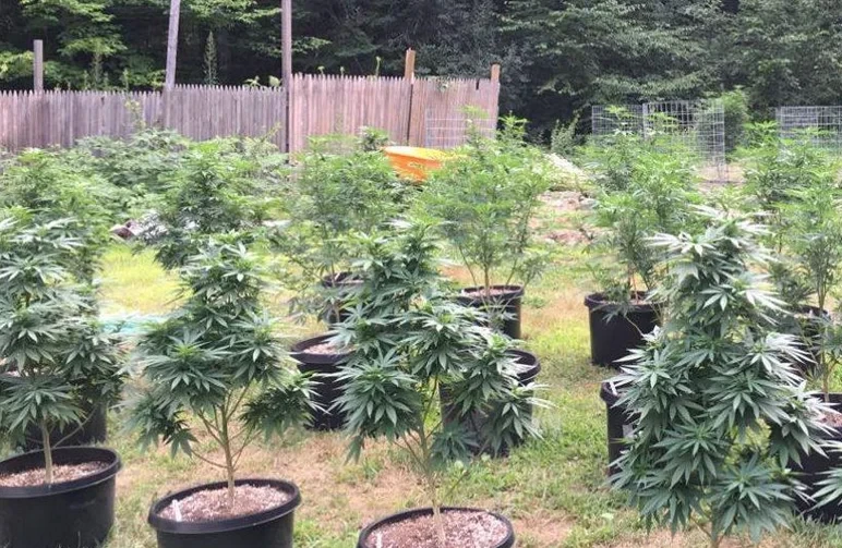 A backyard cannabis garden with several plants in large black pots spaced out for airflow in front of a wooden privacy fence.
