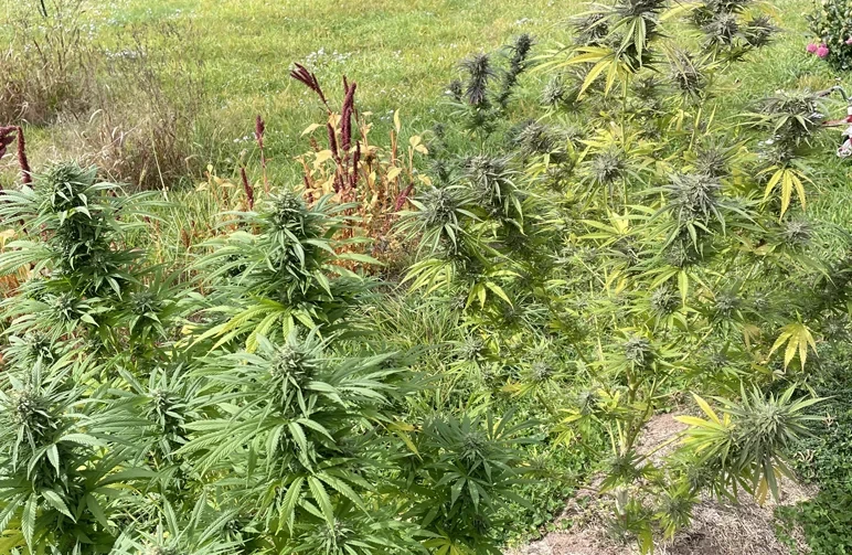 Large outdoor cannabis plants in a grassy field during the late summer harvest season in Pennsylvania, showing healthy flower development and natural leaf senescence.