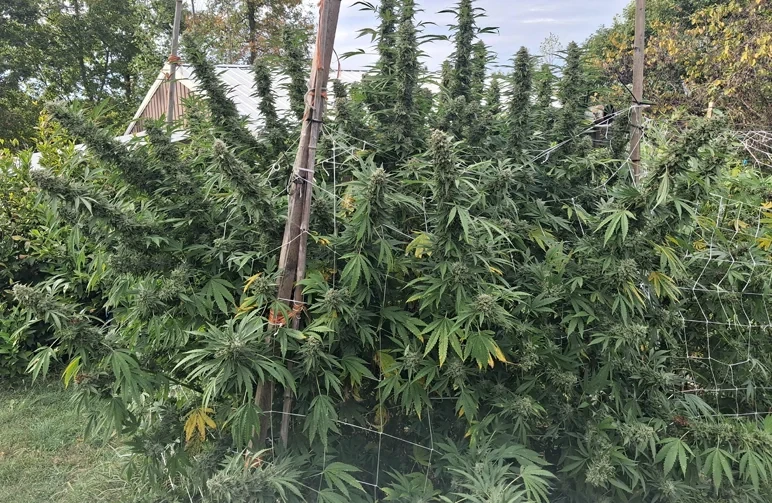 Large outdoor cannabis plants in late flowering stage with massive colas supported by trellis netting and bamboo stakes, showcasing successful harvest timing.