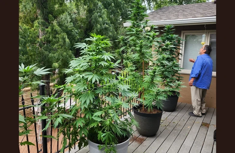 A man standing next to three massive, healthy cannabis plants growing in large grey pots on a wooden outdoor deck in Colorado; illustrates successful high-altitude outdoor gardening.