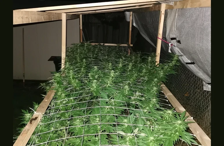 A low-profile outdoor cannabis grow featuring a wooden frame with SCROG netting and a side windbreak screen to protect plants from weather and keep them hidden.