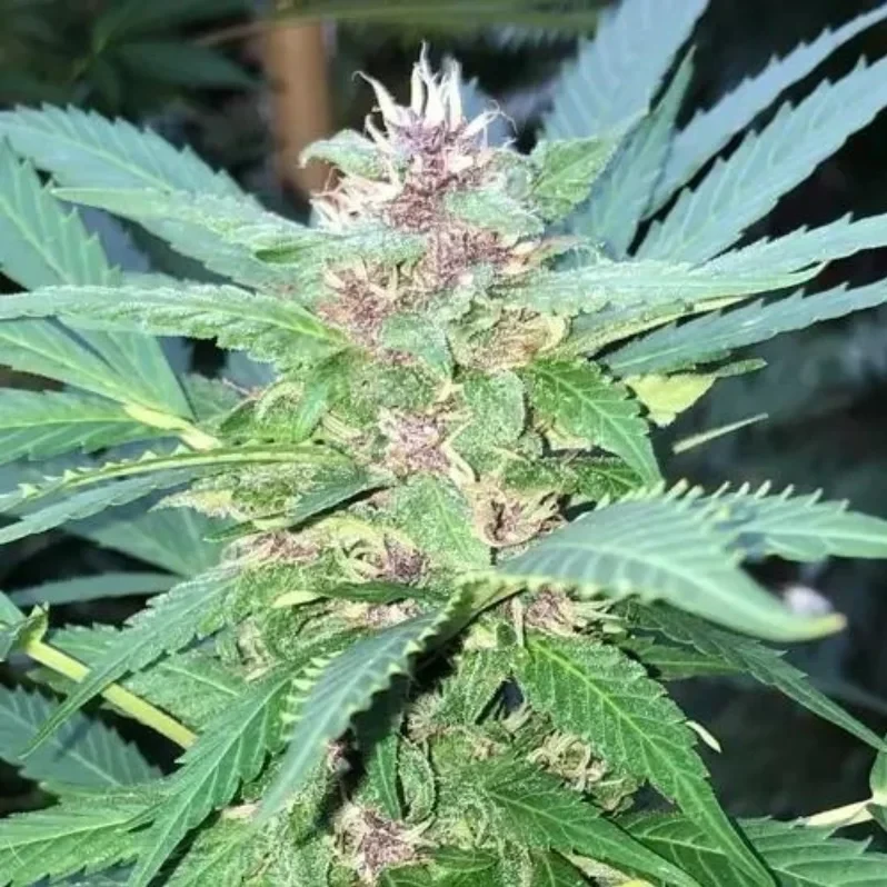 An image of an autoflower planted outdoors