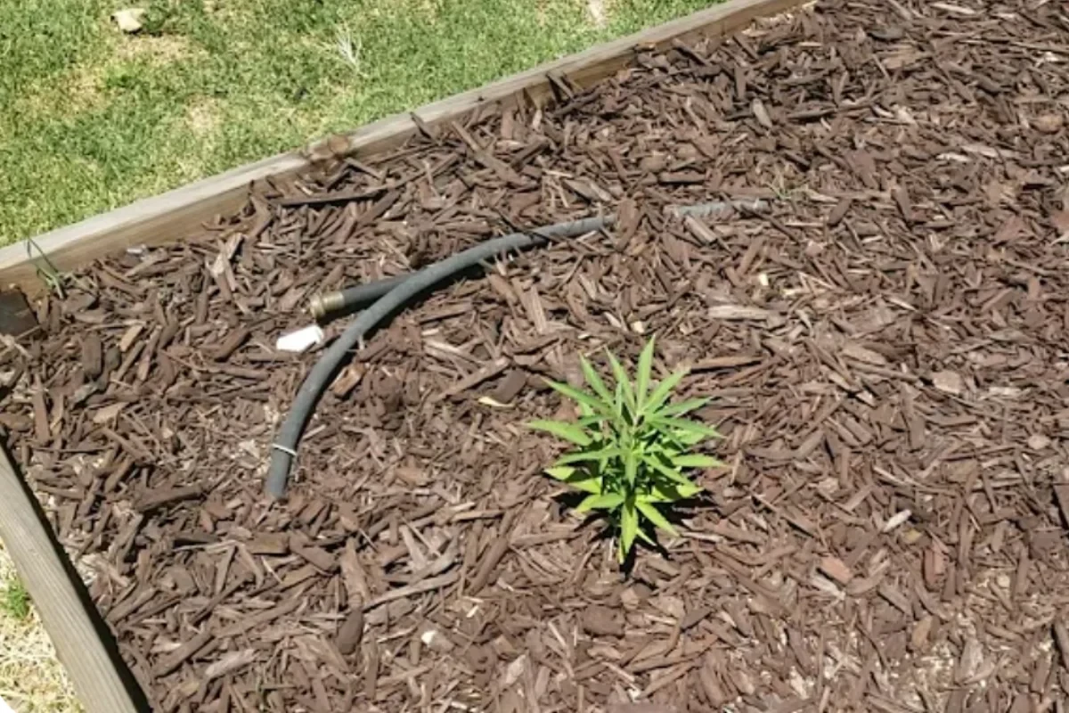 An image of a Cannabis plant entering its vegetative stage