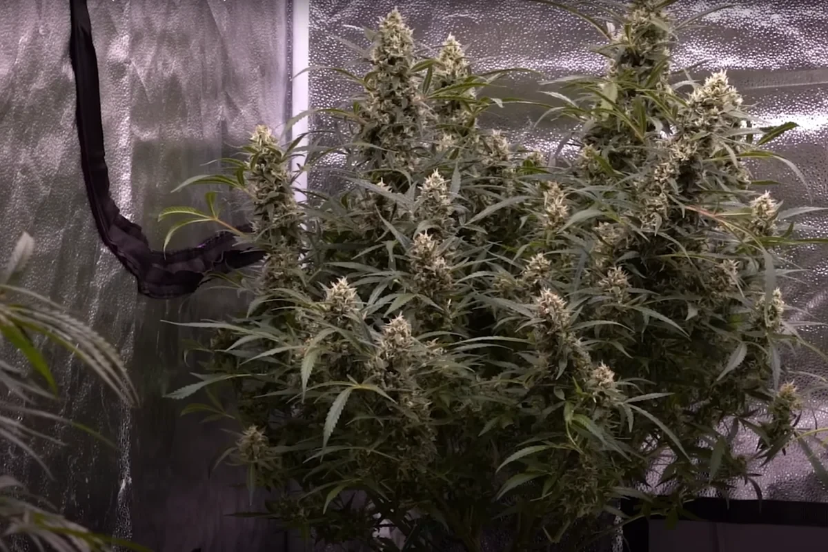 An image of cannabis plants in a grow box