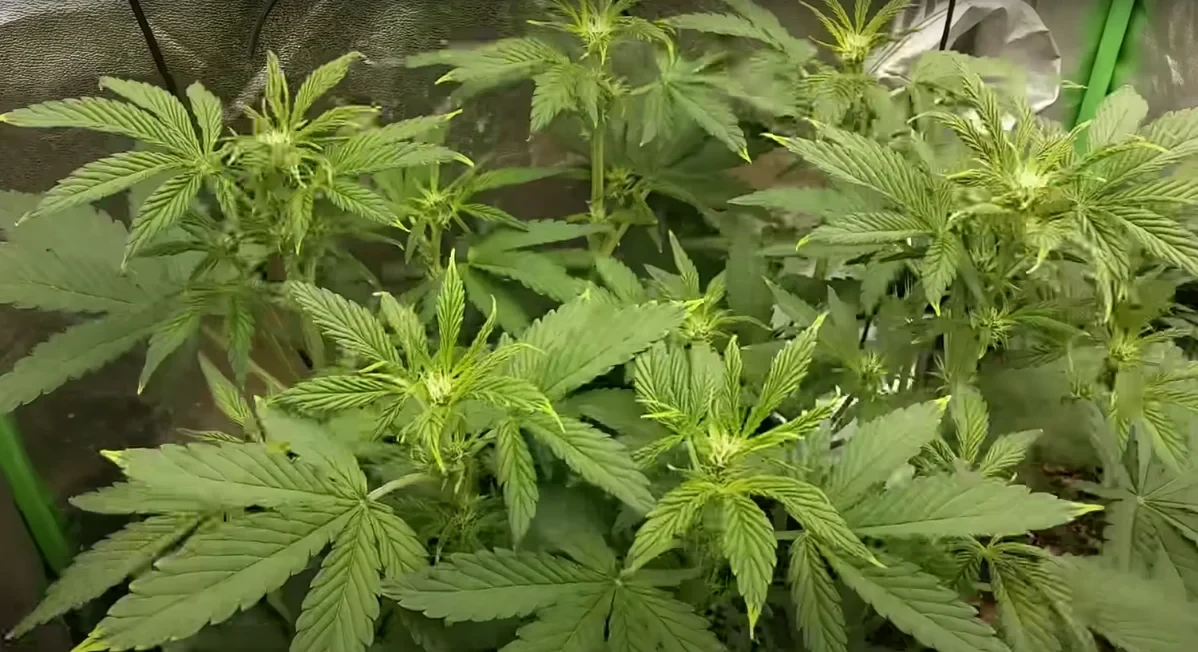 An image of Cannabis plants in a grow box