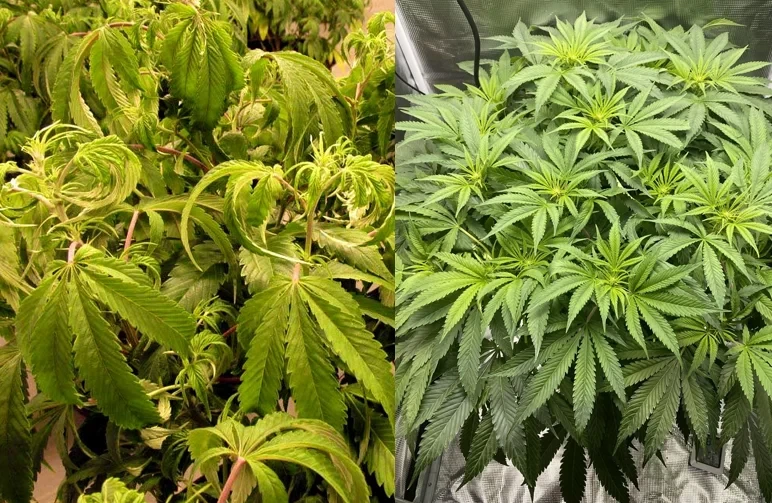 Side-by-side comparison of a drooping, overwatered cannabis plant with heavy downward-curling leaves versus a perky, healthy cannabis plant with vibrant green leaves reaching upward.