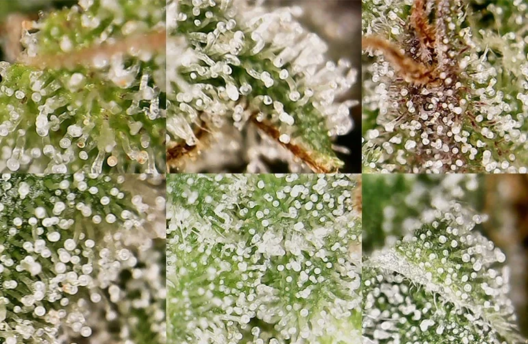 A 6-panel macro photo grid showing cannabis buds covered in opaque, milky white trichomes at peak maturity.