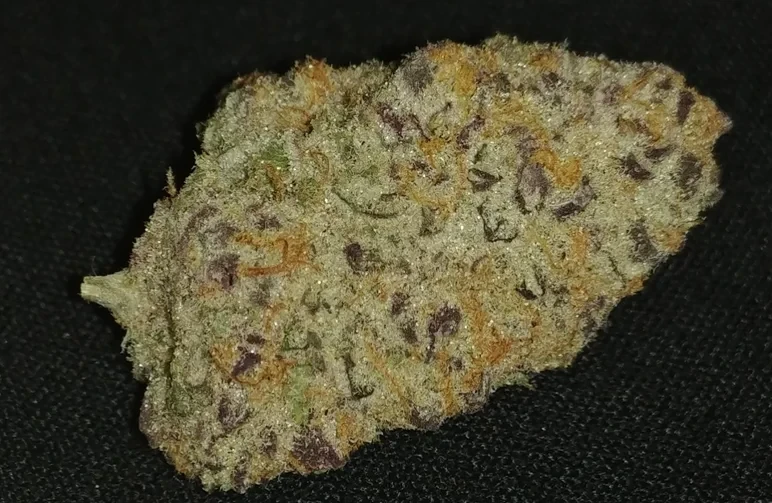 A high-quality close-up 'hero shot' of a perfectly trimmed cannabis bud featuring deep purple leaves, bright orange pistils, and heavy white trichome frosting against a black background.