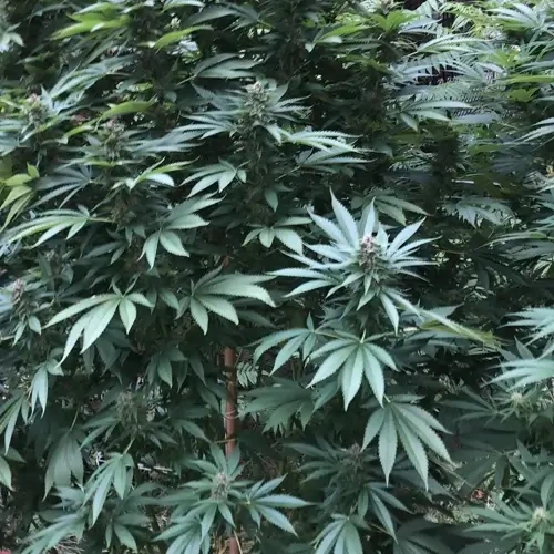 Tips for Discreet Outdoor Autoflower Guerrilla Growing