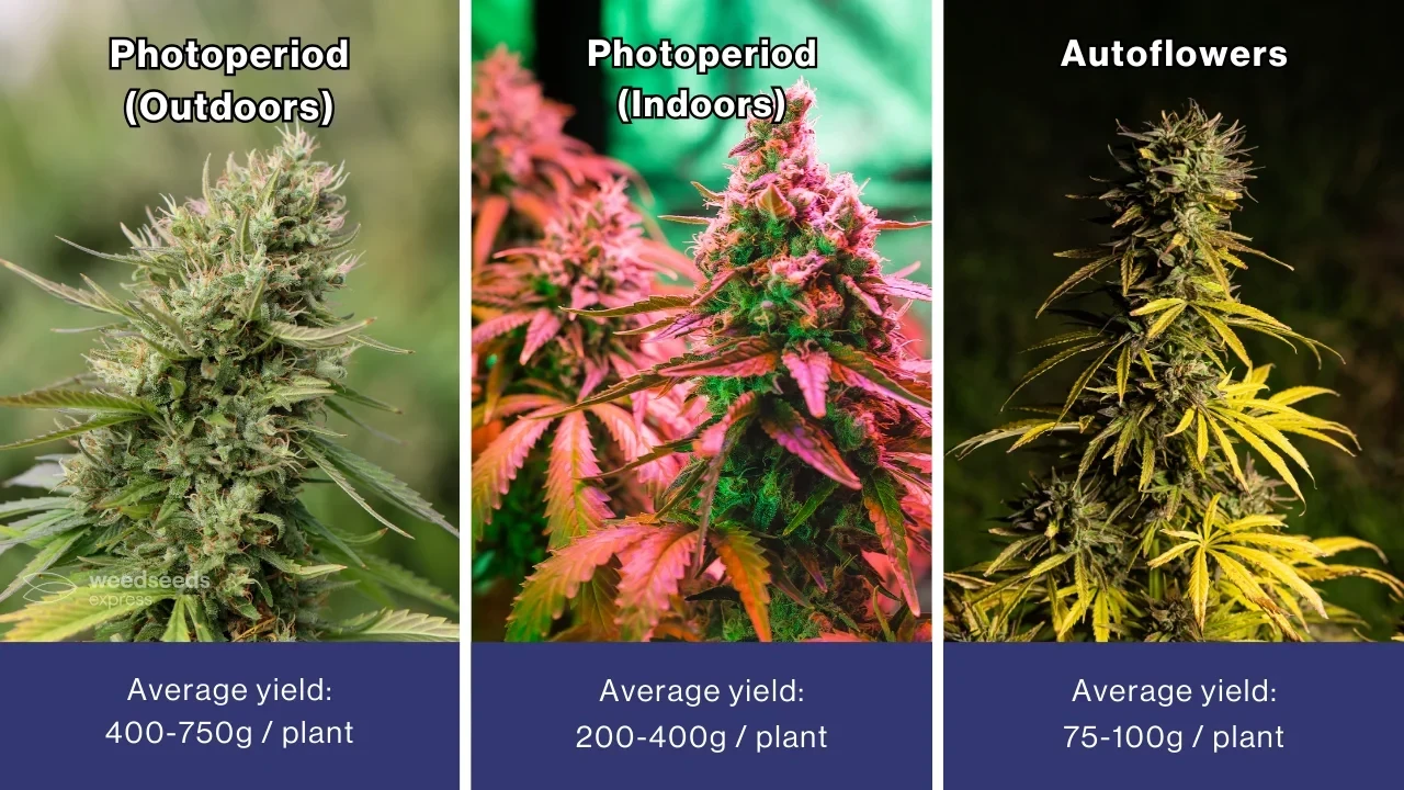 A three-panel comparison showing average yields per plant: Photoperiod outdoors (400-750g), Photoperiod indoors (200-400g), and Autoflowers (75-100g).