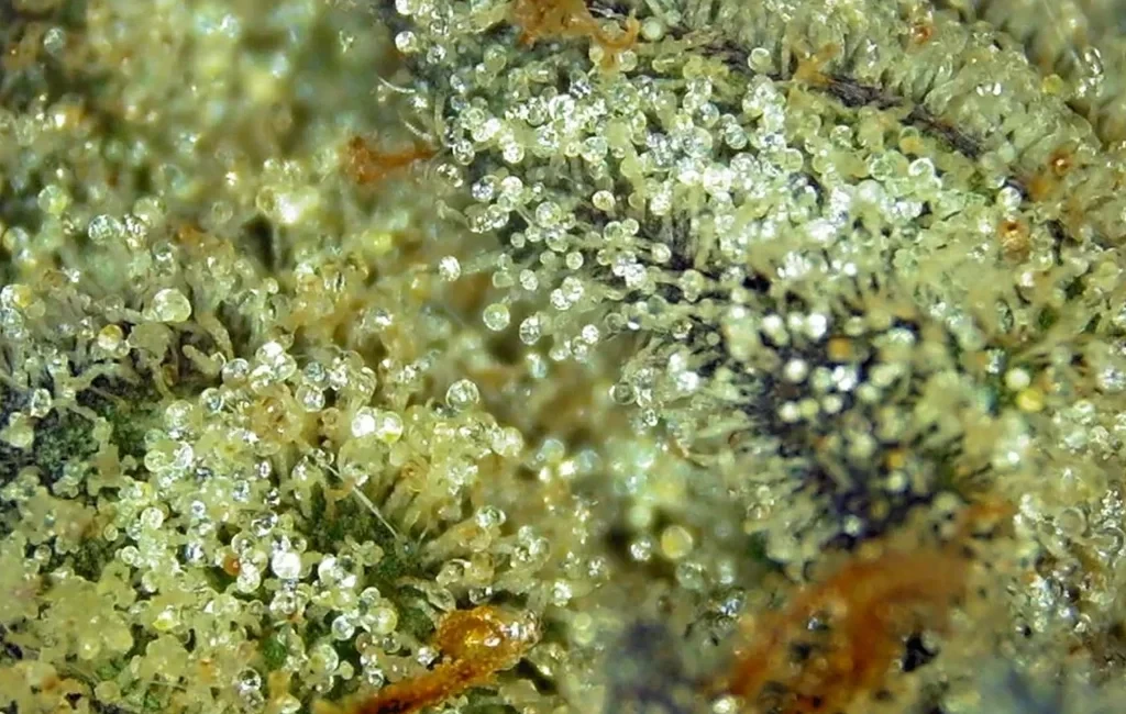 Une macro extrême montrant des trichomes laiteux et ambrés sur une tête de cannabis givrée, illustrant la forte production de résine des variétés polyhybrides modernes.