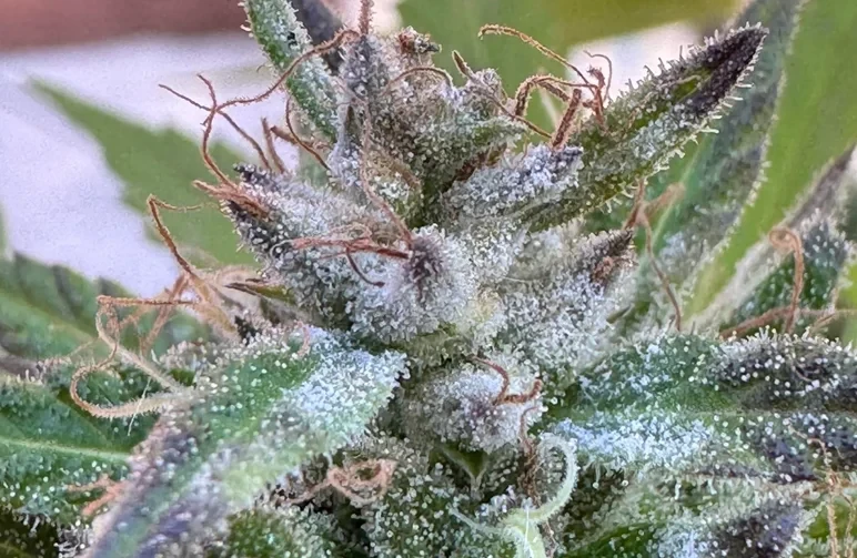 Macro photograph of a cannabis flower bud with white, patchy powdery mildew fungus spreading over the purple and green plant material and trichomes.