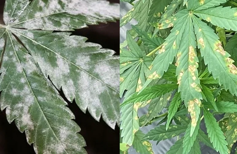 Side-by-side comparison of cannabis leaves: the left shows white flour-like powdery mildew on the surface; the right shows yellow and brown angular blotches characteristic of downy mildew.