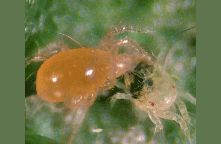 Macro photograph of a large orange predatory mite attacking a smaller pale two-spotted spider mite on a leaf surface.