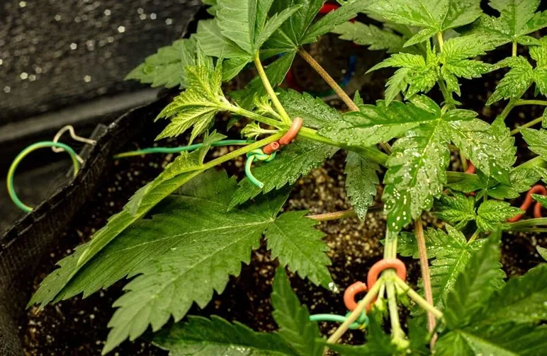 Close-up of a vegetative cannabis plant being trained with soft green and orange rubber-coated plant ties to pull branches horizontally in a fabric pot.