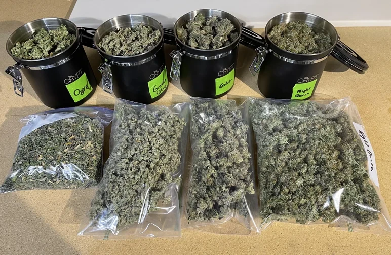 How to Trim Cannabis: The Ultimate Guide to Wet vs. Dry Trimming