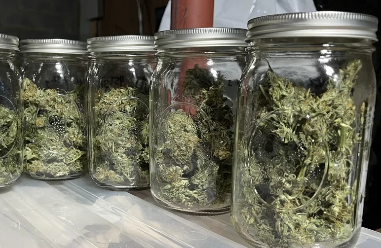 Une rangée de bocaux Mason en verre remplis de têtes de cannabis jusqu’à la marque des 80%, montrant l’espace d’air adéquat pour le stockage à long terme.