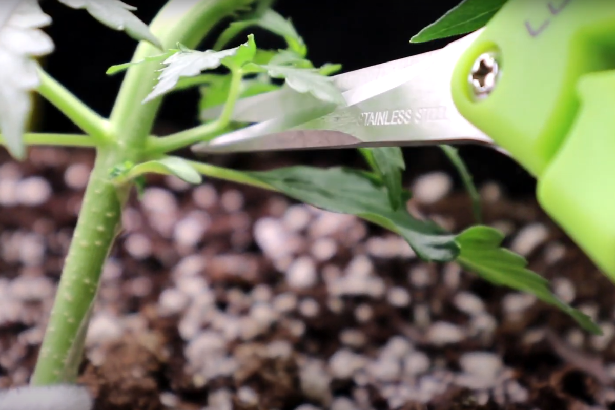 Pruning an autoflowering cannabis plant using scissors