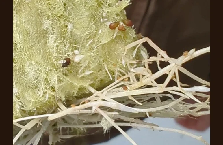 Macro photo of young cannabis roots and a rockwool cube infested with small amber-coloured root aphids.