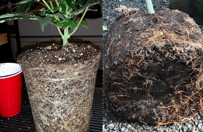 Side-by-side comparison of cannabis root balls: the left shows a spiral-bound root system from a plastic pot, while the right shows a dense, fibrous root mass from a fabric pot.